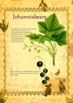 Johannisbeere